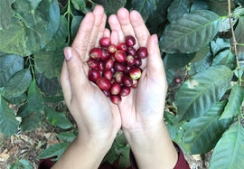 Sourcing India's Finest Coffees